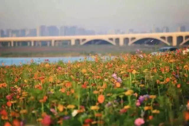 马上周末了，带上这份“石家庄赏秋地图”，走出家门，拥抱美景吧