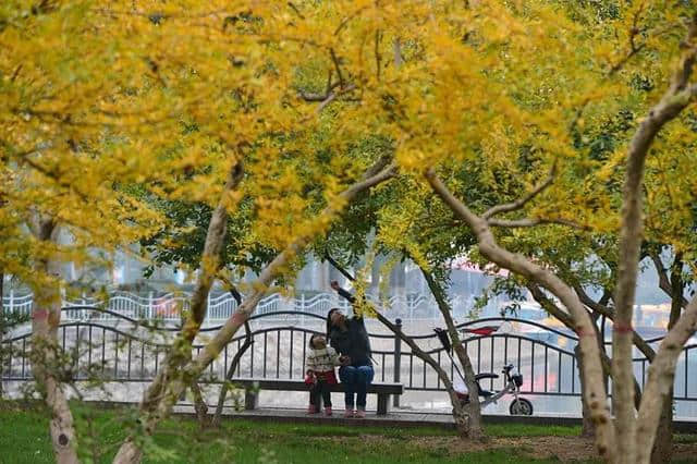 马上周末了，带上这份“石家庄赏秋地图”，走出家门，拥抱美景吧