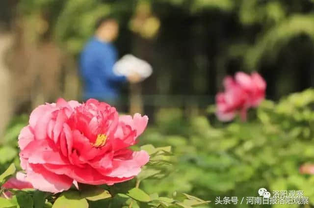 洛阳取消旅游年票限制突出利民惠民