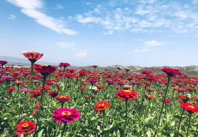 周末自驾一起赴约十里花海—黄河石林大景区