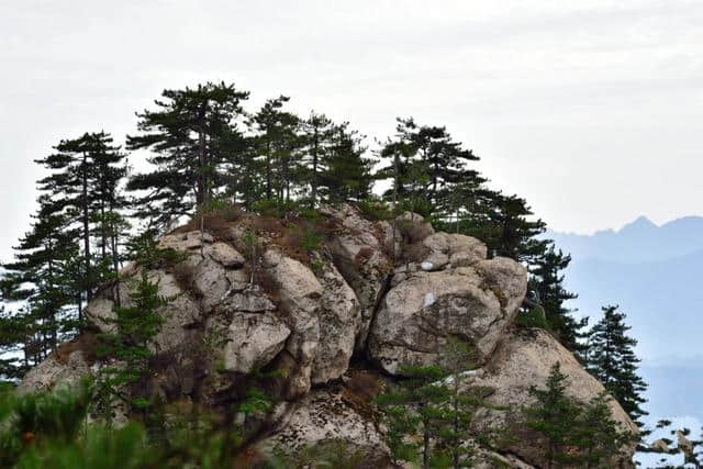 河南这个景区景色之美堪比5A，原始林海高山杜鹃应有尽有，免门票