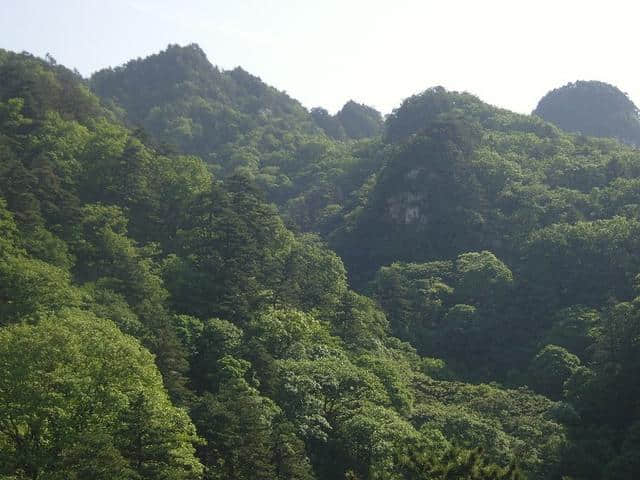 河南这个景区景色之美堪比5A，原始林海高山杜鹃应有尽有，免门票