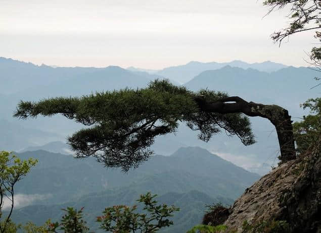 河南这个景区景色之美堪比5A，原始林海高山杜鹃应有尽有，免门票