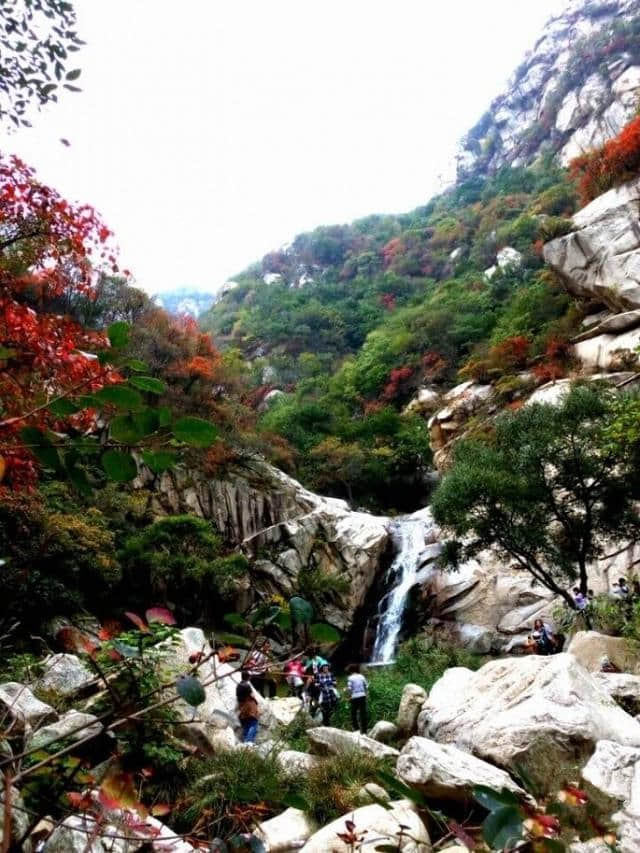 河南这个景区景色之美堪比5A，原始林海高山杜鹃应有尽有，免门票