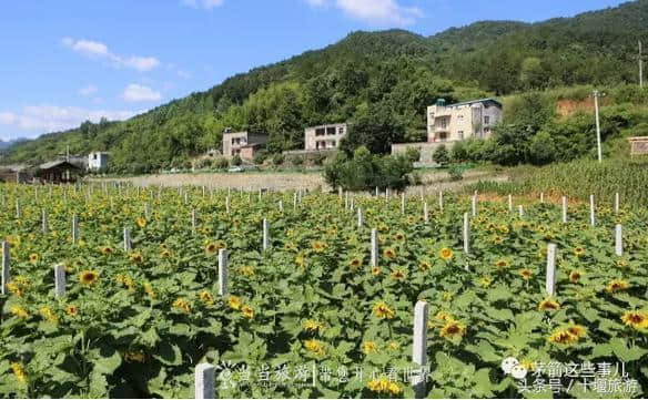 欲问避暑何处去，周家营里诗意浓 花海民宿清幽处，笑语盈盈故人来