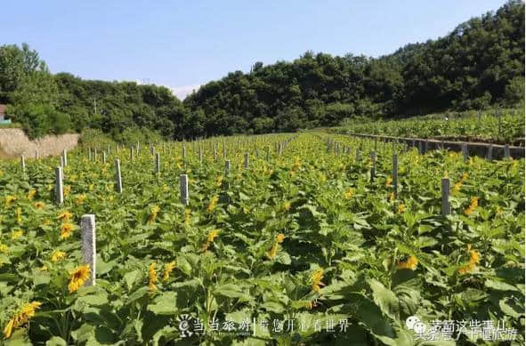 欲问避暑何处去，周家营里诗意浓 花海民宿清幽处，笑语盈盈故人来