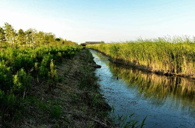 游小叔旅游荐：上海崇明岛，享受田园风光