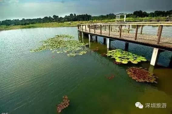 深圳周边湿地公园 夏天是这么带你玩的