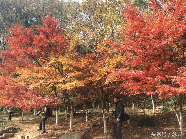 圣诞节假期，栖霞旅游，终于知道苹果上字的秘密