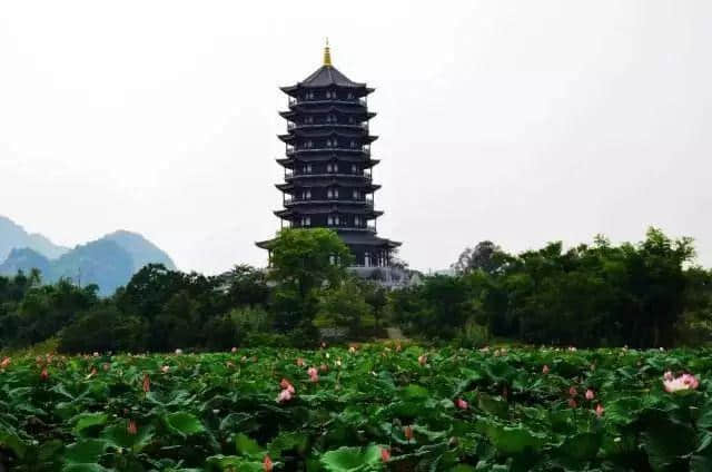 一片荷花惊艳整个广西！坐标：崇左园博园