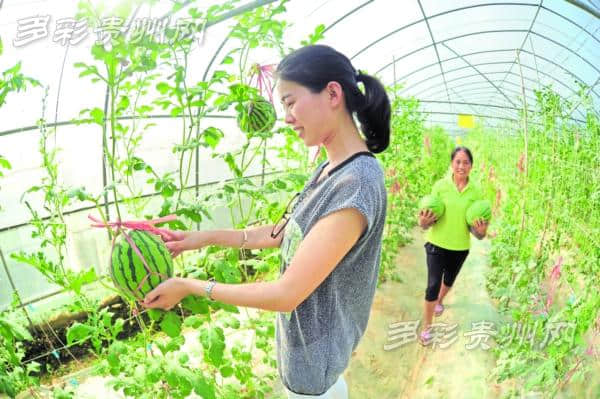 生态农业旅游人气旺