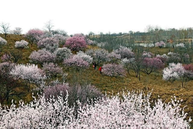 3月16日渭南旅游资讯微报（组图）