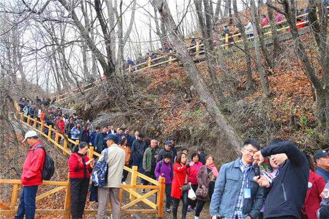 2019中国·吉林龙湾野生杜鹃花卉旅游节盛大开幕！！！