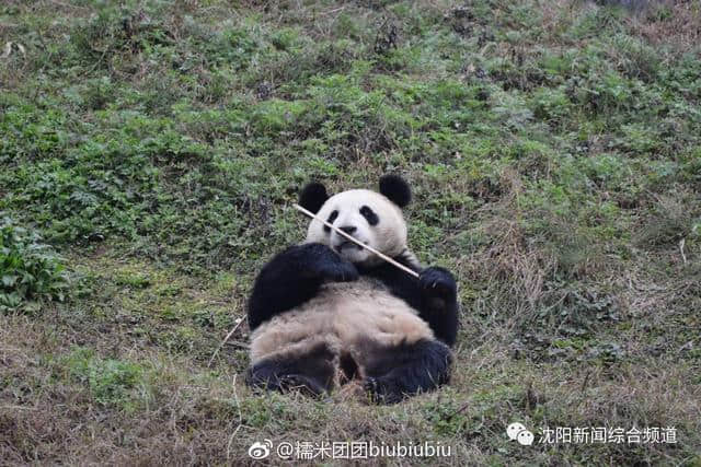 大熊猫马上到沈阳，27号正式与你见面！最全游玩攻略，赶紧收藏！