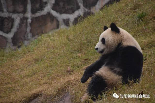 大熊猫马上到沈阳，27号正式与你见面！最全游玩攻略，赶紧收藏！