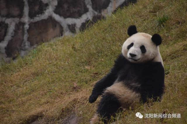 大熊猫马上到沈阳，27号正式与你见面！最全游玩攻略，赶紧收藏！