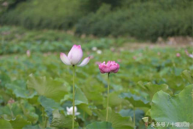 沉醉不知归路，误入东沟藕塘深入