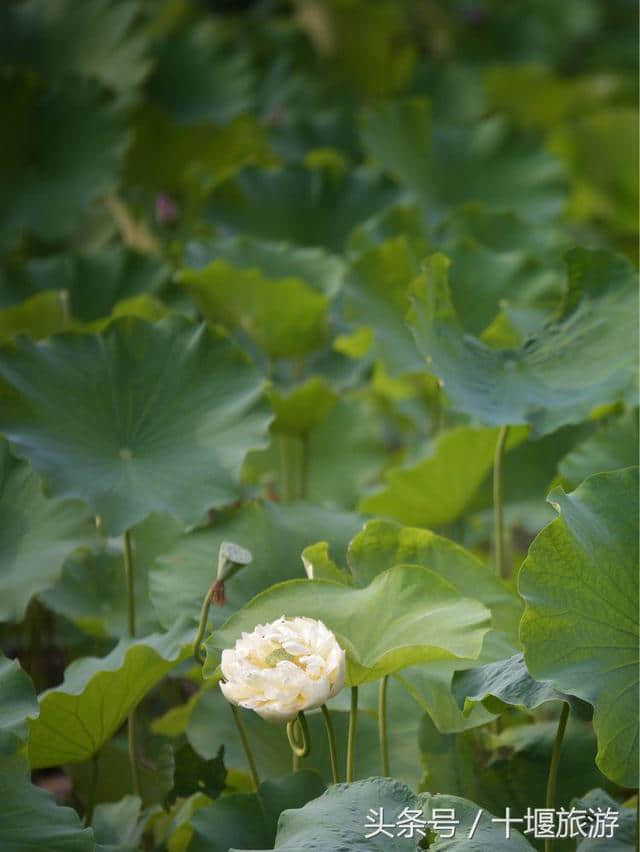 沉醉不知归路，误入东沟藕塘深入