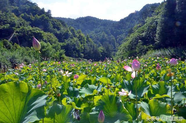 沉醉不知归路，误入东沟藕塘深入