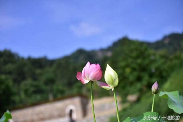 沉醉不知归路，误入东沟藕塘深入