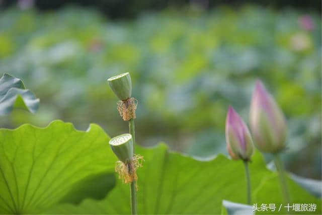 沉醉不知归路，误入东沟藕塘深入