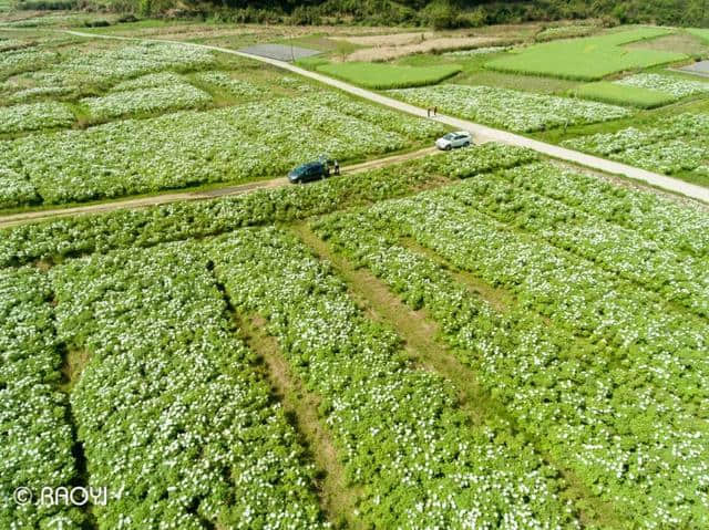 春游江淮请您来丨万亩牡丹在贵池这个地方竞相绽放