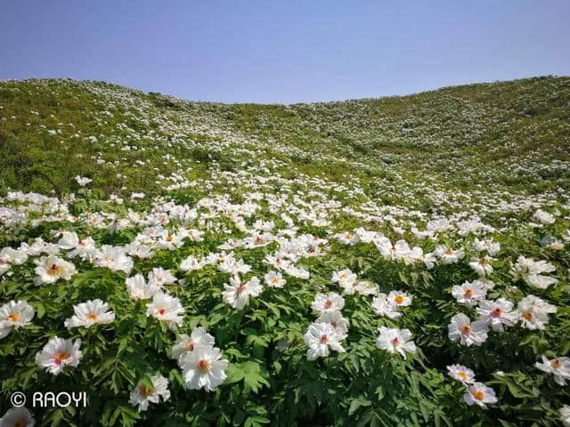 春游江淮请您来丨万亩牡丹在贵池这个地方竞相绽放