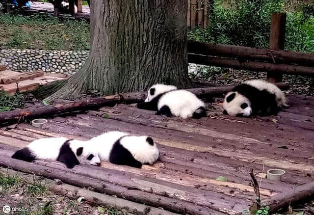 到了成都怎么玩有那些景点必须去-最全攻略