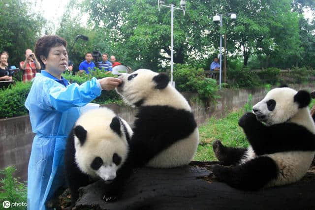 到了成都怎么玩有那些景点必须去-最全攻略