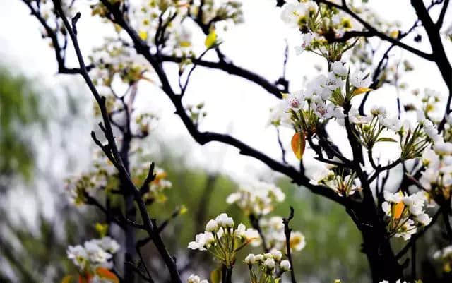 这个城市的春季赏花地图已寄出，带着它去踏青吧