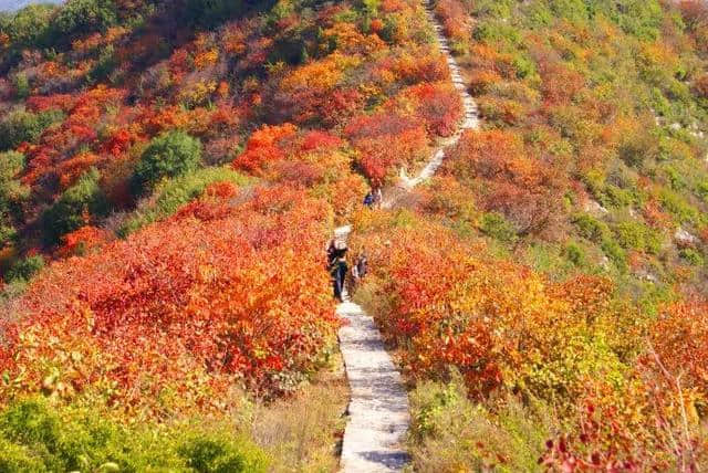 「特别关注」看秋景，到河南，河南省旅游局发布“最美红叶观赏地图”，收藏起来慢慢游