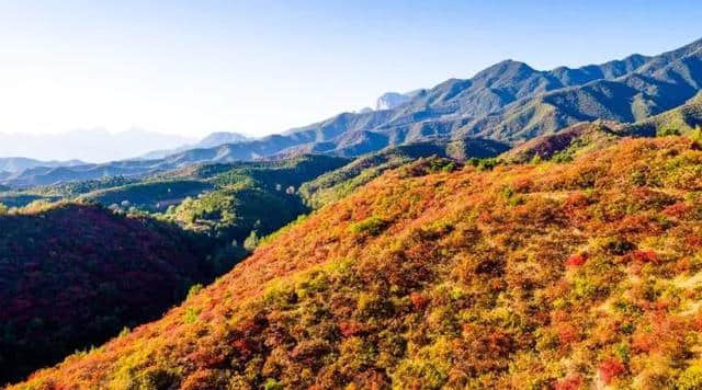 「特别关注」看秋景，到河南，河南省旅游局发布“最美红叶观赏地图”，收藏起来慢慢游