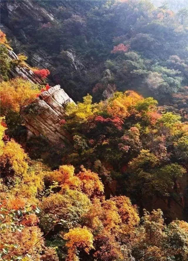 「特别关注」看秋景，到河南，河南省旅游局发布“最美红叶观赏地图”，收藏起来慢慢游