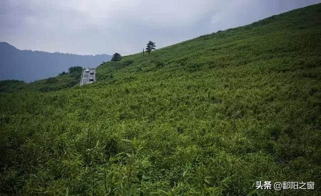 神农架自驾游攻略安排，华中屋脊的洪荒力量，去到山林云海深处！