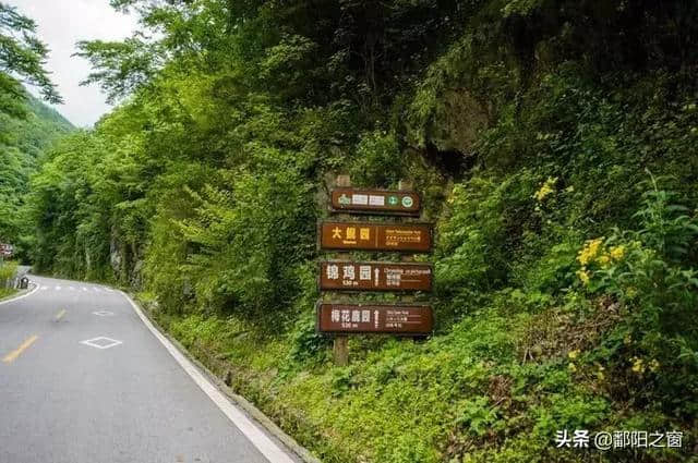 神农架自驾游攻略安排，华中屋脊的洪荒力量，去到山林云海深处！