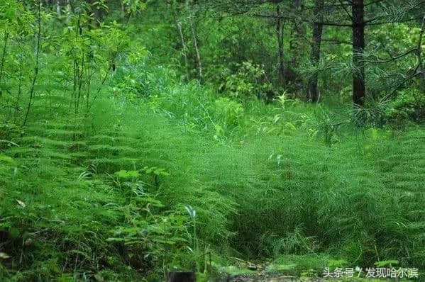 哈尔滨人周末出游小攻略！水世界、爬山、公园啥都有！没想好去哪