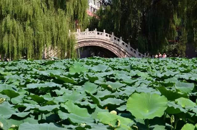 河北“赏荷”地图已出，这些网红景点又要刷屏了