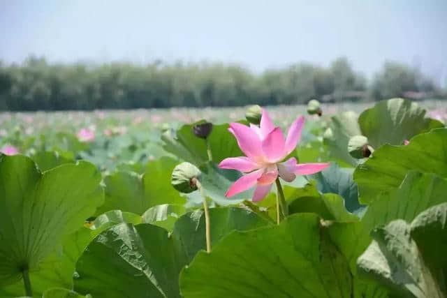 河北“赏荷”地图已出，这些网红景点又要刷屏了