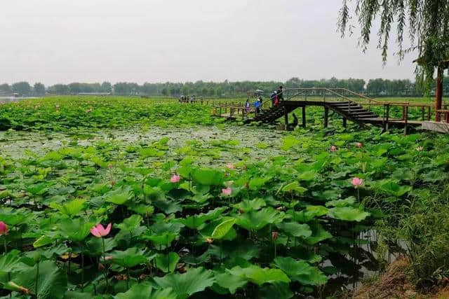 河北“赏荷”地图已出，这些网红景点又要刷屏了