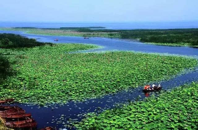 河北“赏荷”地图已出，这些网红景点又要刷屏了