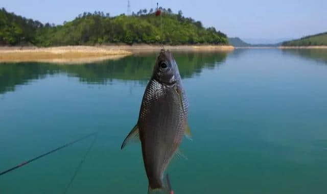 杭州千岛湖森林氧吧 千岛湖的世外桃源 洗肺静心 逃离雾霾天