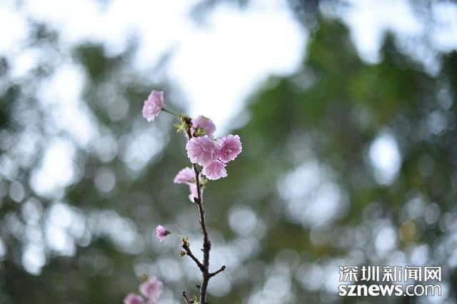 深圳人看樱花何必去日本？观澜生态体育园千株樱花怒放