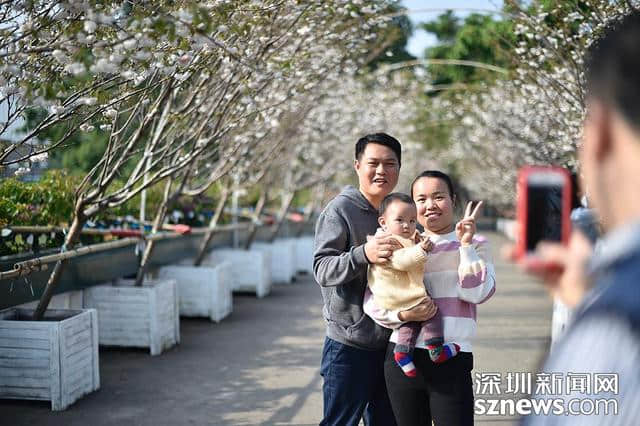 深圳人看樱花何必去日本？观澜生态体育园千株樱花怒放