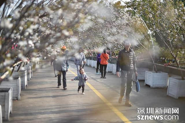 深圳人看樱花何必去日本？观澜生态体育园千株樱花怒放