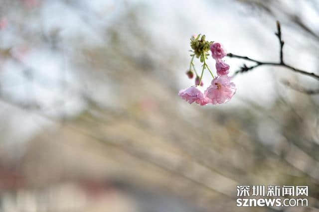 深圳人看樱花何必去日本？观澜生态体育园千株樱花怒放