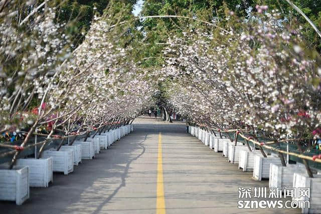 深圳人看樱花何必去日本？观澜生态体育园千株樱花怒放