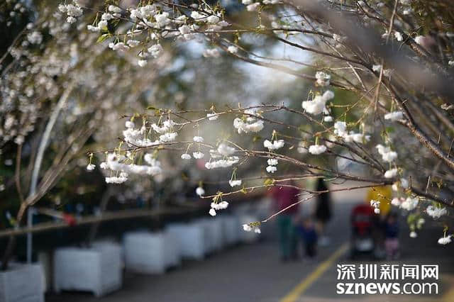 深圳人看樱花何必去日本？观澜生态体育园千株樱花怒放