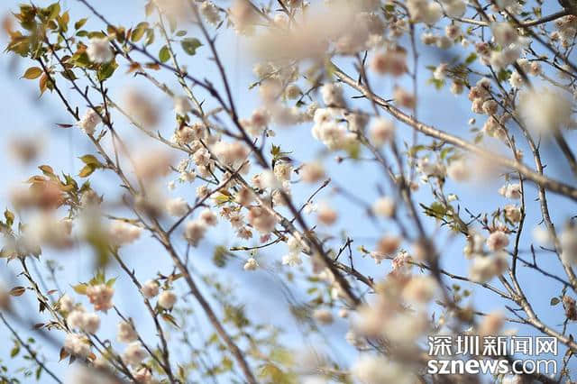 深圳人看樱花何必去日本？观澜生态体育园千株樱花怒放