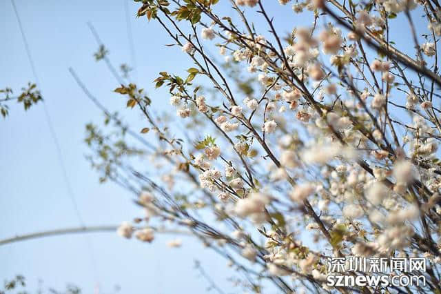 深圳人看樱花何必去日本？观澜生态体育园千株樱花怒放