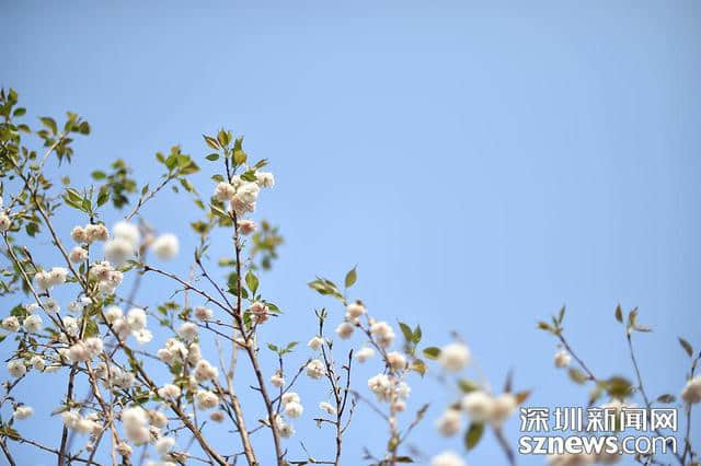 深圳人看樱花何必去日本？观澜生态体育园千株樱花怒放